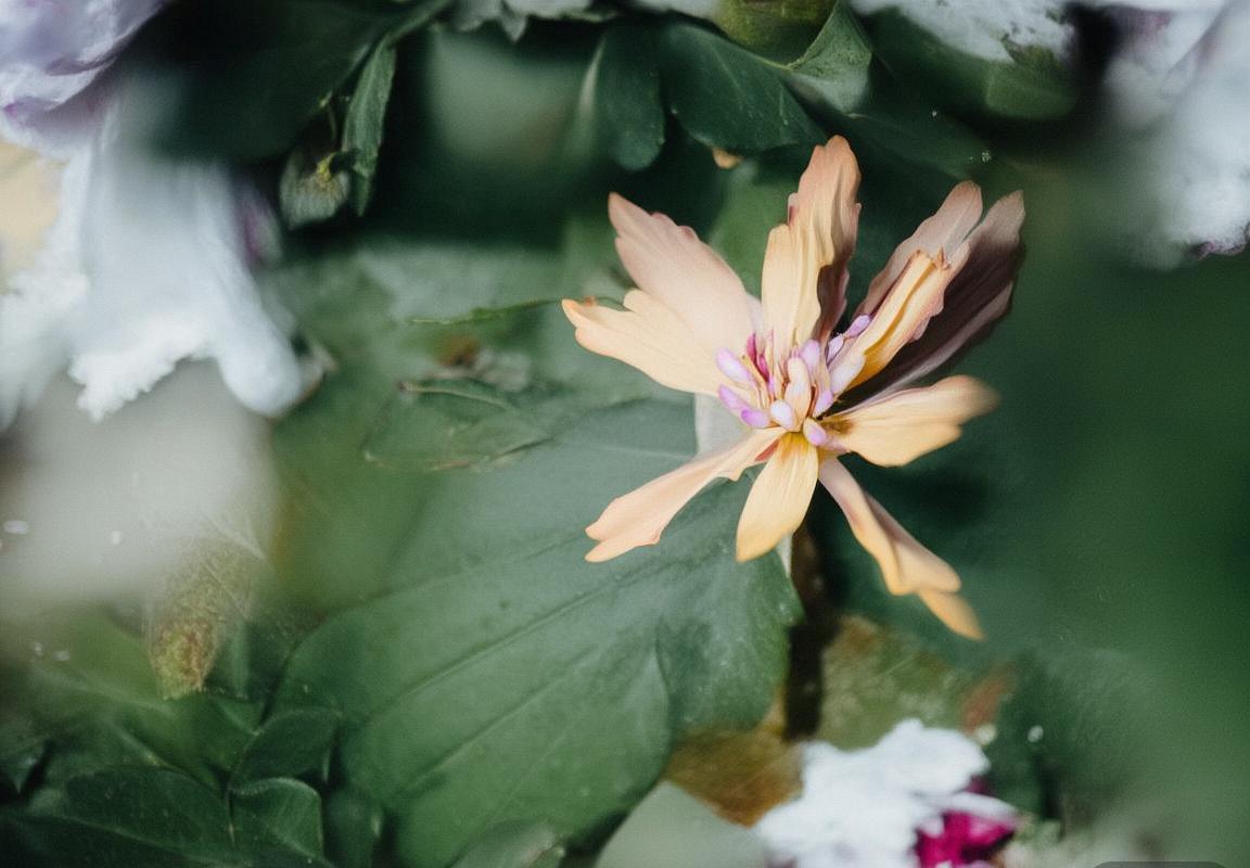 拜仁慕尼黑VS巴黎圣日耳曼：赛事直播全攻略解析(图2)